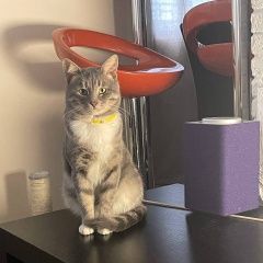 Подробнее об объявлении «Химки Найден кот серый котик в желтом ошейнике» Фото: найдена кошка  «Химки Найден кот серый котик в желтом ошейнике» в г. Химки