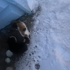 Подробнее об объявлении «Найдена кошка ищю хозяина кошки Сергиев Посад» Фото: найдена кошка  «Найдена кошка ищю хозяина кошки Сергиев Посад» в г. Сергиев Посад