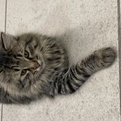 Подробнее об объявлении «Найден кот сибирский кот Уфа» Фото: найдена кошка Сибирская кошка «Найден кот сибирский кот Уфа» в г. Уфа