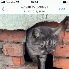 Подробнее об объявлении «Найдена кошка шотландец полосатый Орехово-Зуево» Фото: найдена кошка Скоттиш страйт (шотландская прямоухая) «Найдена кошка шотландец полосатый Орехово-Зуево» в г. Орехово-Зуево