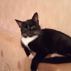 Подробнее об объявлении «Найден котик5месяцев Сергиев Посад» Фото: найдена кошка  «Найден котик5месяцев Сергиев Посад» в г. Сергиев Посад