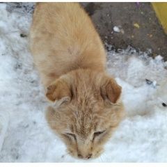 Подробнее об объявлении «Найден кот рыжй вислоухий кот мёрзнет на улице Ступино» Фото: найдена кошка  «Найден кот рыжй вислоухий кот мёрзнет на улице...» в г. Ступино