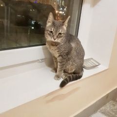 Подробнее об объявлении «Видное Найдена кошка серая» Фото: найдена кошка  «Видное Найдена кошка серая» в г. Видное