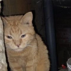 Подробнее об объявлении «Найден кот рыжий кот Орехово-Зуево» Фото: найдена кошка  «Найден кот рыжий кот Орехово-Зуево» в г. Орехово-Зуево