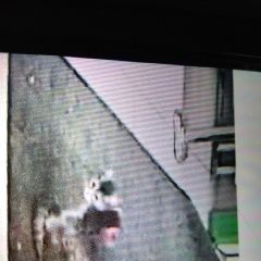 Подробнее об объявлении «Химки Найдена кошка две недели котенок под холодильниками» Фото: найдена кошка  «Химки Найдена кошка две недели котенок под...» в г. Химки