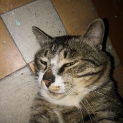 Подробнее об объявлении «Найден кот Ангарск» Фото: найдена кошка  «Найден кот Ангарск» в г. Ангарск