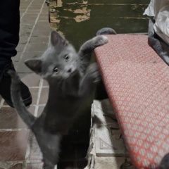 Подробнее об объявлении «Химки Найдена кошка котёнок серо-голубой» Фото: найдена кошка Русская голубая кошка «Химки Найдена кошка котёнок серо-голубой» в г. Химки
