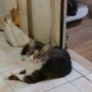 Подробнее об объявлении «Москва Найден кот 17.07.17 домашний кот.» Фото: найдена кошка  «Москва Найден кот 17.07.17 домашний кот.» в г. Москва