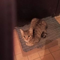 Подробнее об объявлении «Волгоград Найдена кошка или кот» Фото: найдена кошка  «Волгоград Найдена кошка или кот» в г. Волгоград