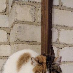 Подробнее об объявлении «Найдена кошка санаторий сосновая горка корп 1 Чебаркуль» Фото: найдена кошка  «Найдена кошка санаторий сосновая горка корп 1...» в г. Чебаркуль