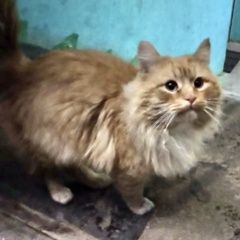 Подробнее об объявлении «Найдена кошка пушистый рыжий Дмитров» Фото: найдена кошка Сибирская кошка «Найдена кошка пушистый рыжий Дмитров» в г. Дмитров