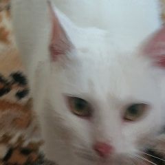 Подробнее об объявлении «Орел Найдена кошка русская белая» Фото: найдена кошка  «Орел Найдена кошка русская белая» в г. Орел