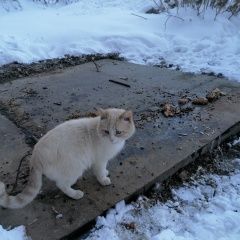Подробнее об объявлении «Щелково Найдена кошка домашний кот. живёт в подвале.» Фото: найдена кошка  «Щелково Найдена кошка домашний кот. живёт в...» в г. Щелково