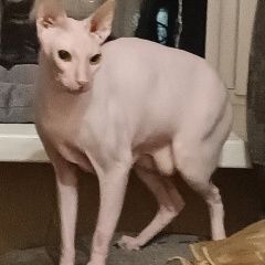 Подробнее об объявлении «Найдена кошка сфинкс Новосибирск» Фото: найдена кошка Сфинкс «Найдена кошка сфинкс Новосибирск» в г. Новосибирск