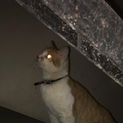 Подробнее об объявлении «Найдена кошка Дмитров» Фото: найдена кошка  «Найдена кошка Дмитров» в г. Дмитров