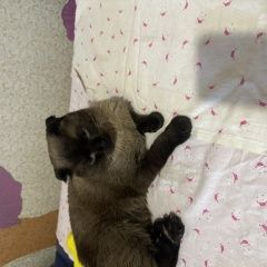 Подробнее об объявлении «Найден кот британец Новокузнецк» Фото: найдена кошка  «Найден кот британец Новокузнецк» в г. Новокузнецк
