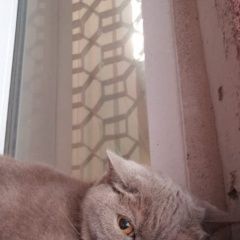 Подробнее об объявлении «Златоуст Найдена кошка может быть кот» Фото: найдена кошка Британская короткошерстная кошка «Златоуст Найдена кошка может быть кот» в г. Златоуст