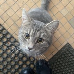 Подробнее об объявлении «Найдена кошка или котик Орехово-Зуево» Фото: найдена кошка  «Найдена кошка или котик Орехово-Зуево» в г. Орехово-Зуево