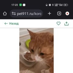 Подробнее об объявлении «Найден кот рыжий с белым Королев» Фото: найдена кошка  «Найден кот рыжий с белым Королев» в г. Королев