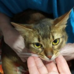 Подробнее об объявлении «Коломна Найдена кошка предположительно абиссинская порода.» Фото: найдена кошка Абиссинская кошка «Коломна Найдена кошка предположительно...» в г. Коломна