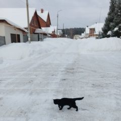 Подробнее об объявлении «Найден кот Березовский (Свердловская обл.)» Фото: найдена кошка  «Найден кот Березовский (Свердловская обл.)» в г. Березовский (Свердловская обл.)