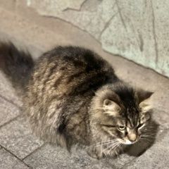 Картинка найдена кошка В городе Санкт-Петербург обнаружена киса. Санкт-Петербург