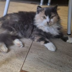 Картинка найдена кошка В городе Волгодонск обнаружилась кисонька. Волгодонск