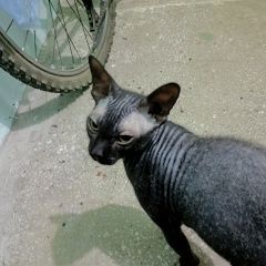 Подробнее об объявлении «Найдена кошка кот, мальчик, велюровый сфинкс, чёрный. Магнитогорск» Фото: найдена кошка  «Найдена кошка кот, мальчик, велюровый сфинкс,...» в г. Магнитогорск