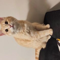 Подробнее об объявлении «Найдена кошка 5-6 мес. Йошкар-Ола» Фото: найдена кошка Скоттиш страйт (шотландская прямоухая) «Найдена кошка 5-6 мес. Йошкар-Ола» в г. Йошкар-Ола