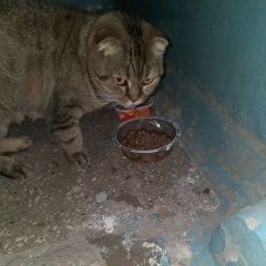 Подробнее об объявлении «Найдена кошка шотландская вислоухая Новокуйбышевск» Фото: найдена кошка  «Найдена кошка шотландская вислоухая Новокуйбышевск» в г. Новокуйбышевск