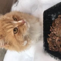 Подробнее об объявлении «Найдена кошка Дмитров» Фото: найдена кошка  «Найдена кошка Дмитров» в г. Дмитров