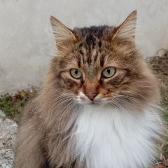 Подробнее об объявлении «Найден кот молодой самец. Симферополь» Фото: найдена кошка  «Найден кот молодой самец. Симферополь» в г. Симферополь
