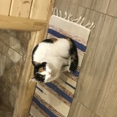 Подробнее об объявлении «Найдена кошка Ульяновск» Фото: найдена кошка  «Найдена кошка Ульяновск» в г. Ульяновск