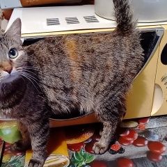 Подробнее об объявлении «Челябинск Найдена кошка» Фото: найдена кошка  «Челябинск Найдена кошка» в г. Челябинск
