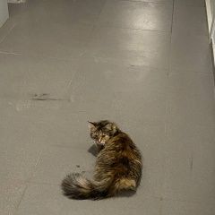 Подробнее об объявлении «Найдена кошка /кот Красково» Фото: найдена кошка Сибирская кошка «Найдена кошка /кот Красково» в г. Красково
