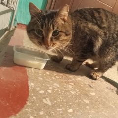 Подробнее об объявлении «Найден кот, курьи, ул. школьная Сухой Лог» Фото: найдена кошка  «Найден кот, курьи, ул. школьная Сухой Лог» в г. Сухой Лог