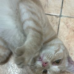 Подробнее об объявлении «Рязань Найден кот» Фото: найдена кошка  «Рязань Найден кот» в г. Рязань