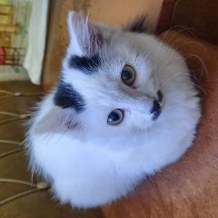 Подробнее об объявлении «Найдена кошка Иркутск» Фото: найдена кошка  «Найдена кошка Иркутск» в г. Иркутск
