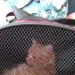 Подробнее об объявлении «Найден кот молодой котик Новосибирск» Фото: найдена кошка  «Найден кот молодой котик Новосибирск» в г. Новосибирск