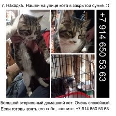 Подробнее об объявлении «Найден кот в южном микрорайоне Находка (Приморский край)» Фото: найдена кошка  «Найден кот в южном микрорайоне Находка...» в г. Находка (Приморский край)