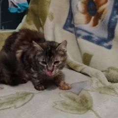 Подробнее об объявлении «Найдена кошка я нашел кошечку. Севастополь» Фото: найдена кошка  «Найдена кошка я нашел кошечку. Севастополь» в г. Севастополь