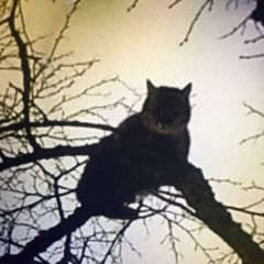 Подробнее об объявлении «Обнинск Найдена кошка или кот» Фото: найдена кошка  «Обнинск Найдена кошка или кот» в г. Обнинск