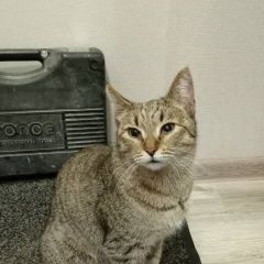 Подробнее об объявлении «Найдена кошка Нижний Новгород» Фото: найдена кошка  «Найдена кошка Нижний Новгород» в г. Нижний Новгород