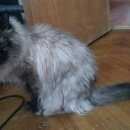 Подробнее об объявлении «Москва Найдена кошка ищет хозяина» Фото: найдена кошка Невская маскарадная «Москва Найдена кошка ищет хозяина» в г. Москва