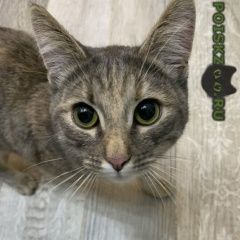 Подробнее об объявлении «Москва Найдена кошка в районе ул. газопровод, 9/1» Фото: найдена кошка  «Москва Найдена кошка в районе ул. газопровод, 9/1» в г. Москва