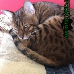 Подробнее об объявлении «Москва Найден кот взрослый кот бенгальского окраса» Фото: найдена кошка Бенгальская «Москва Найден кот взрослый кот бенгальского окраса» в г. Москва