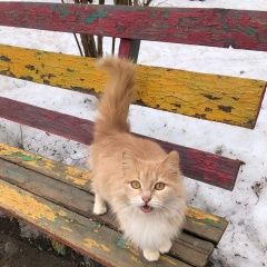 Подробнее об объявлении «Найдена кошка рыжая Ступино» Фото: найдена кошка  «Найдена кошка рыжая Ступино» в г. Ступино