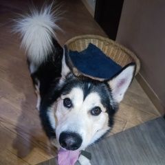 Подробнее об объявлении «Найдена собака Красноярск» Фото: найдена собака  «Найдена собака Красноярск» в г. Красноярск