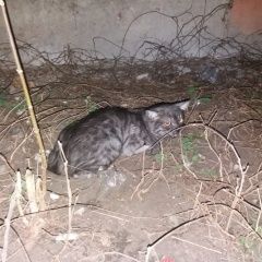 Подробнее об объявлении «Найдена кошка на улице хользунова кот Воронеж» Фото: найдена кошка  «Найдена кошка на улице хользунова кот Воронеж» в г. Воронеж
