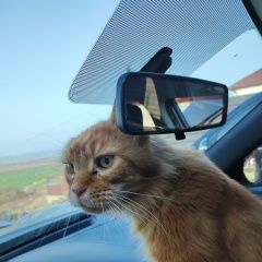 Подробнее об объявлении «Найден кот мейн-кун Анапа» Фото: найдена кошка Мейн-кун «Найден кот мейн-кун Анапа» в г. Анапа